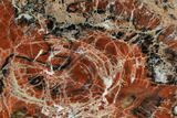 Red/Black Petrified Wood (Araucarioxylon) Round - Arizona #111100-1